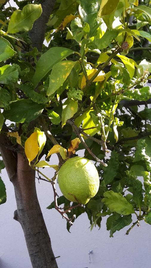 Lemon Tree Cottage Edgemead Exteriör bild